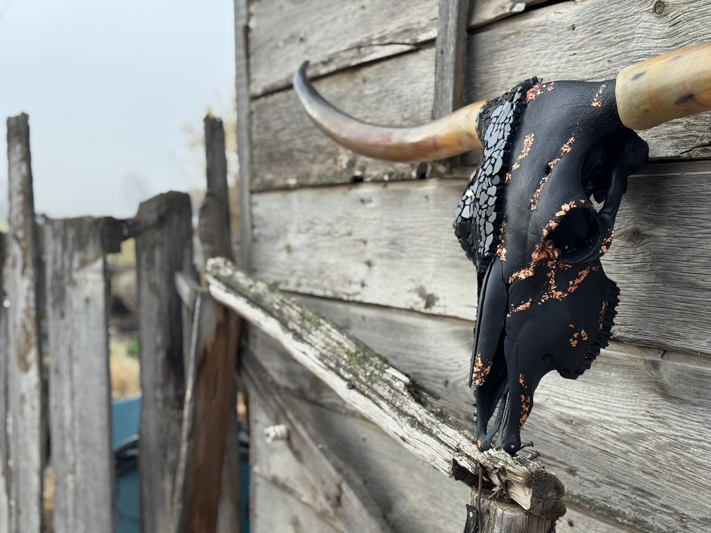 Christmas longhorn 7