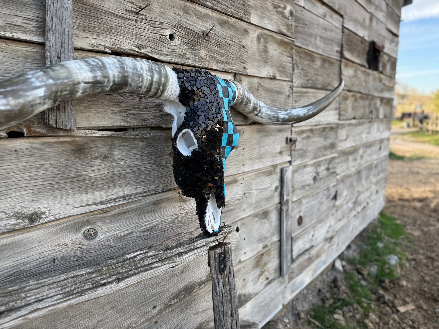 The Turquoise Checkered Longhorn