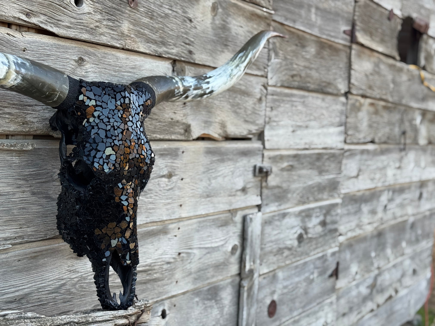 Christmas longhorn 6