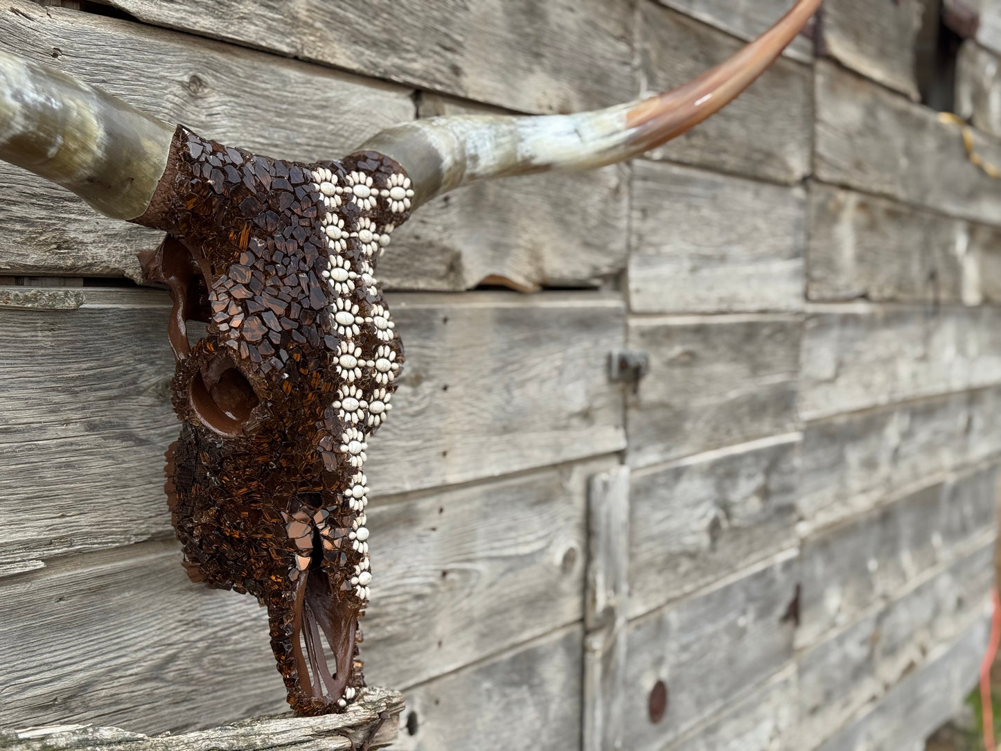 Christmas longhorn 8