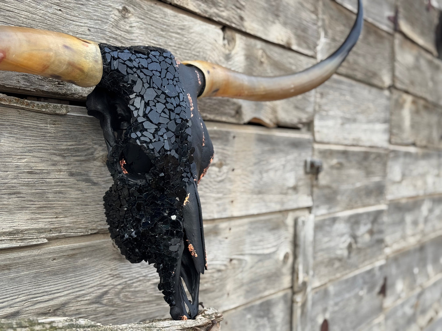 Christmas longhorn 7