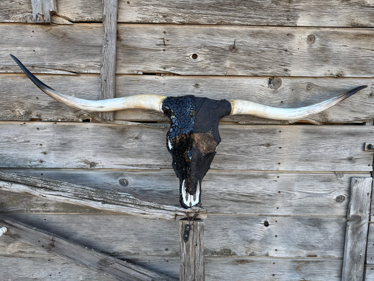 Christmas 1 longhorn