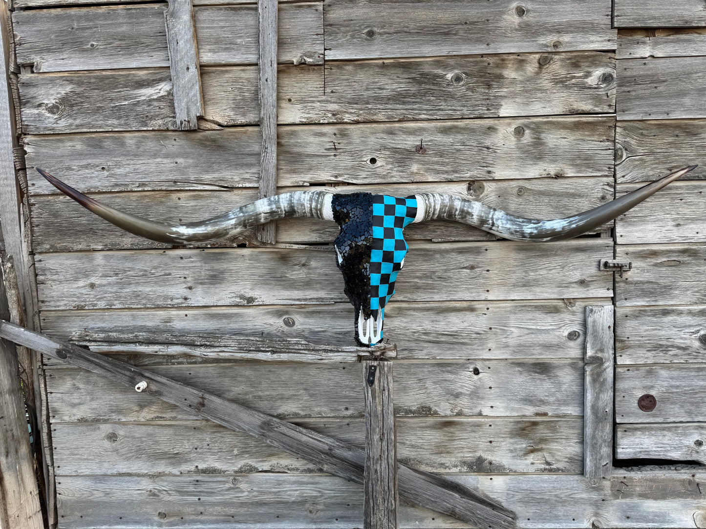 The Turquoise Checkered Longhorn