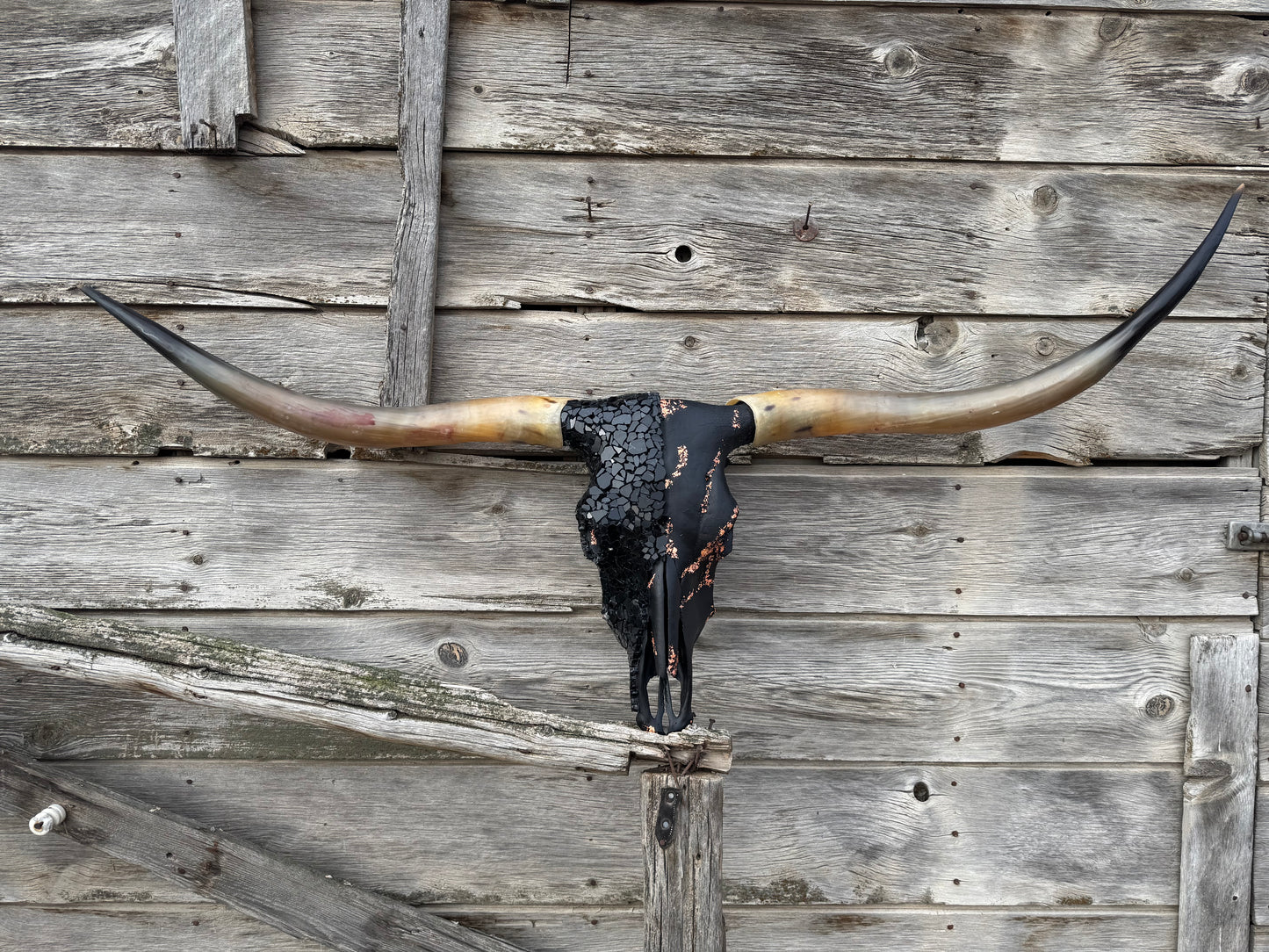 Christmas longhorn 7