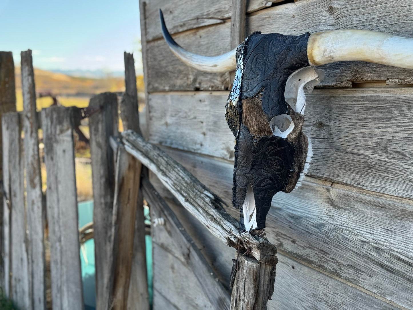 Christmas 1 longhorn