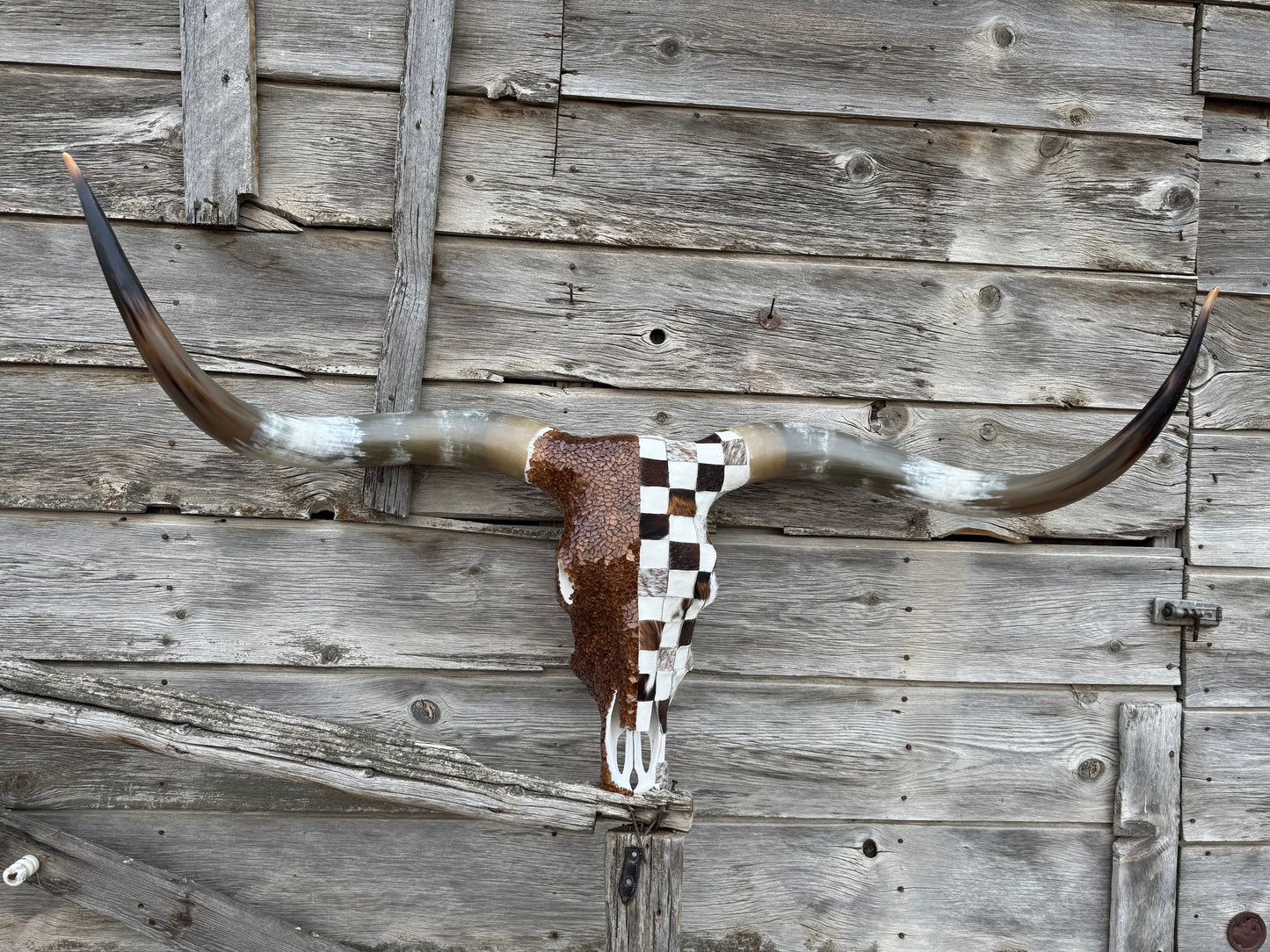 Christmas Longhorn 9