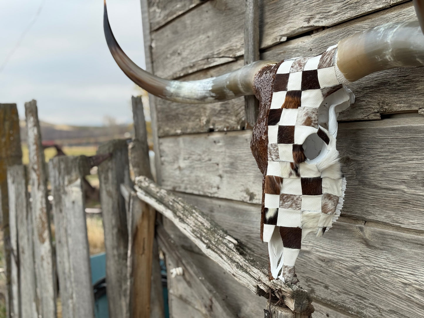 Christmas Longhorn 9