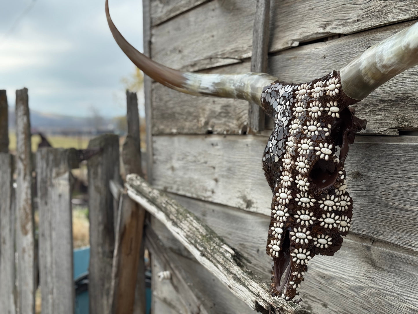 Christmas longhorn 8