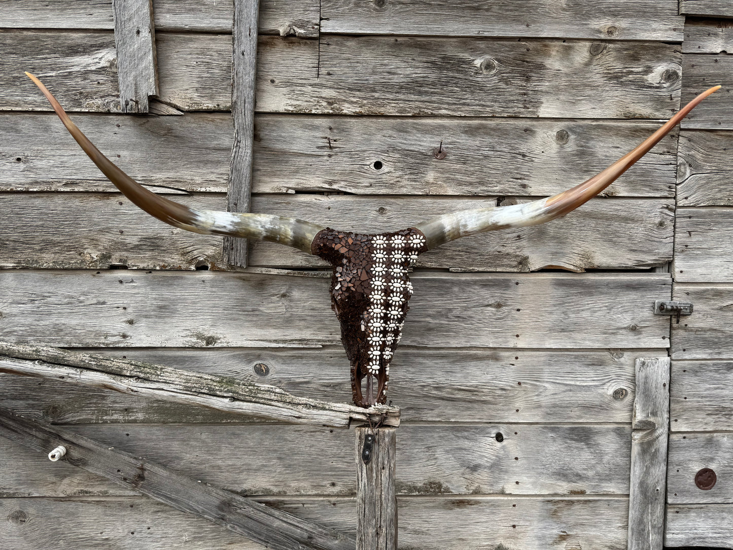 Christmas longhorn 8