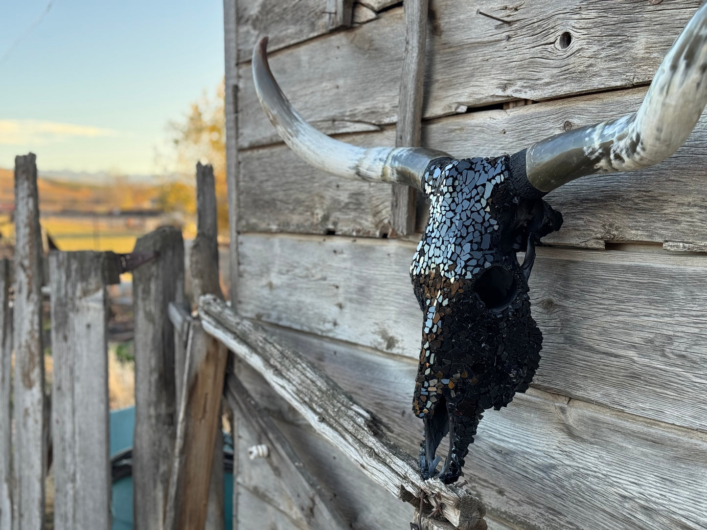 Christmas longhorn 6