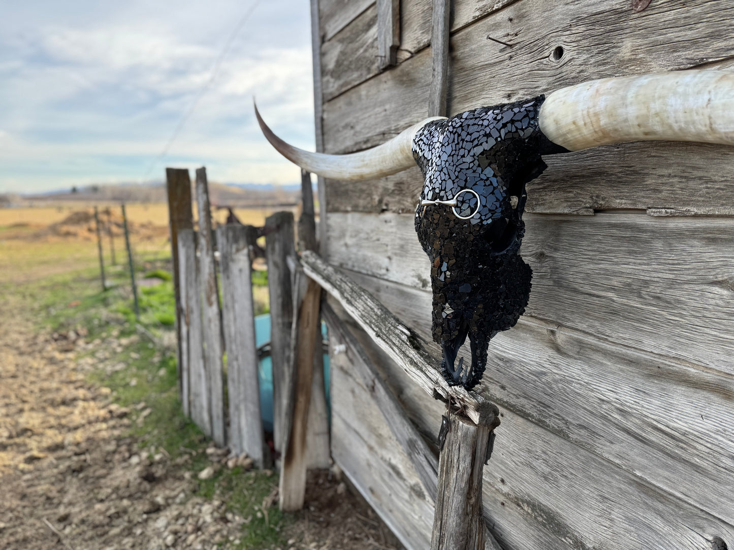 The Snaffle Bit Longhorn