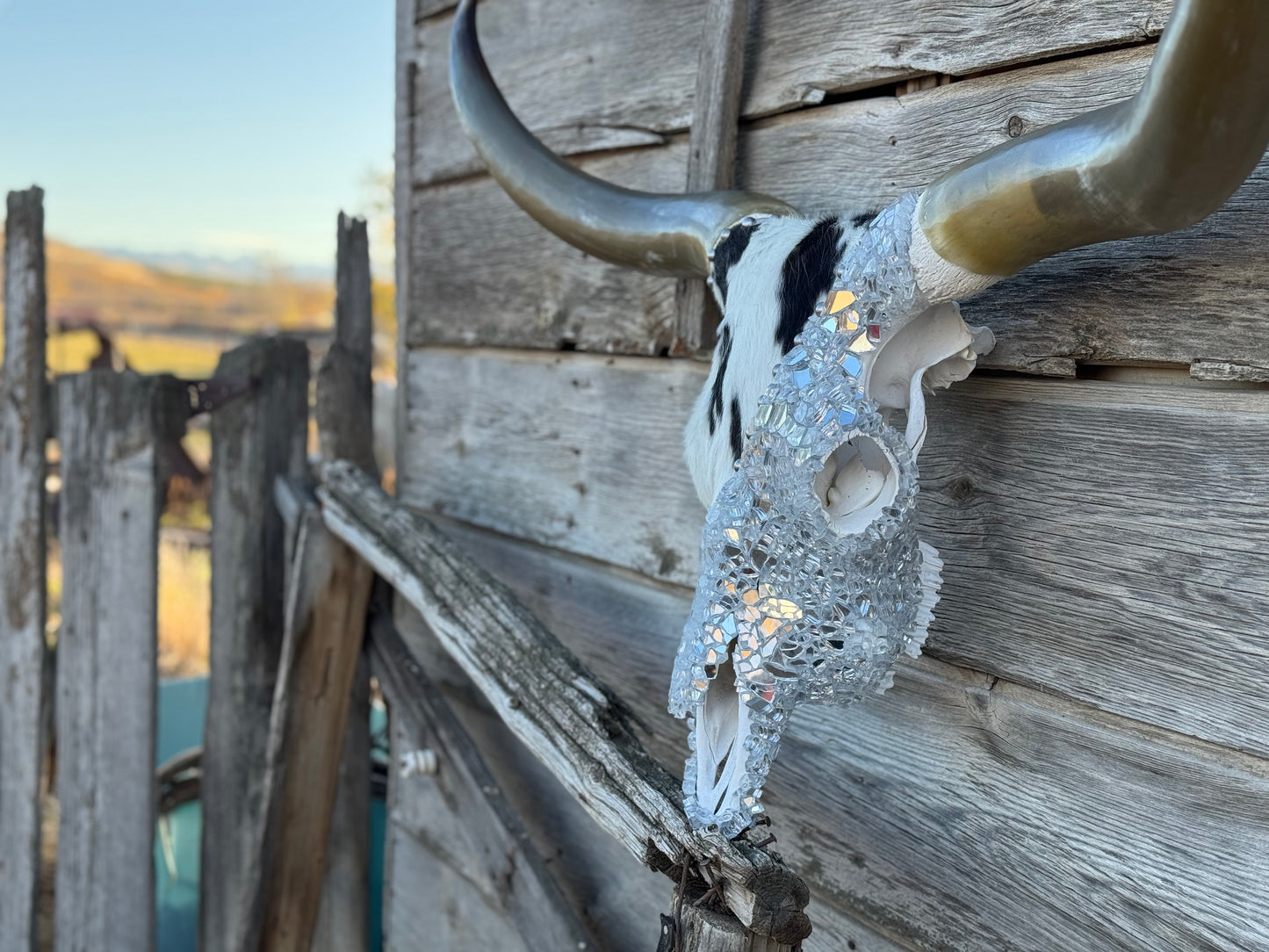 Christmas Longhorn 4