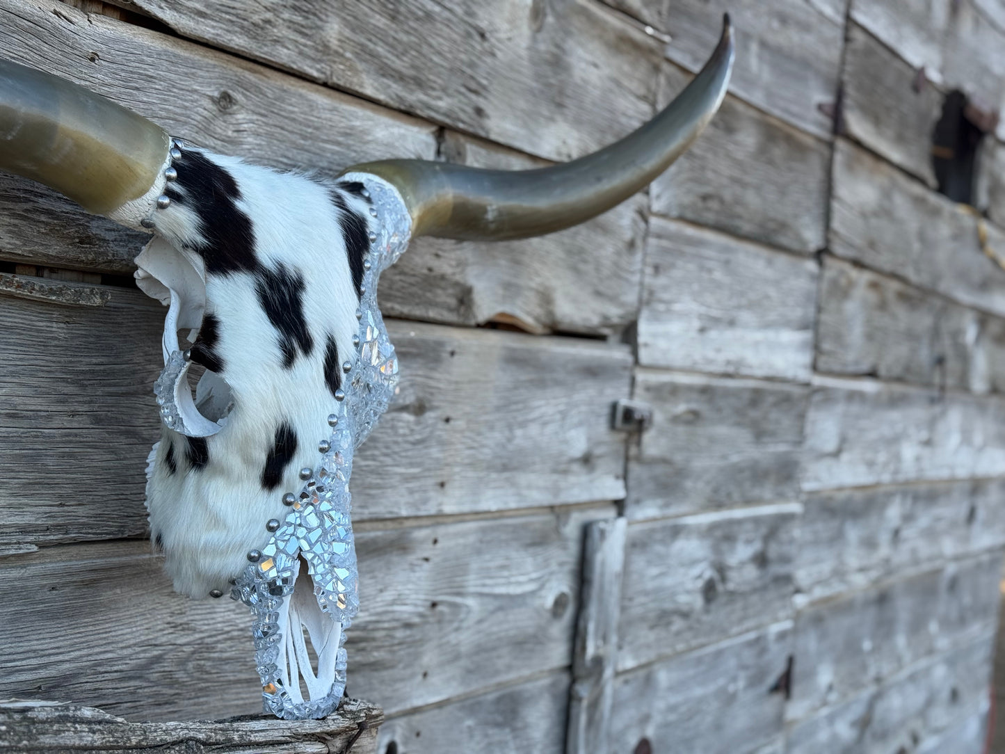 Christmas Longhorn 4