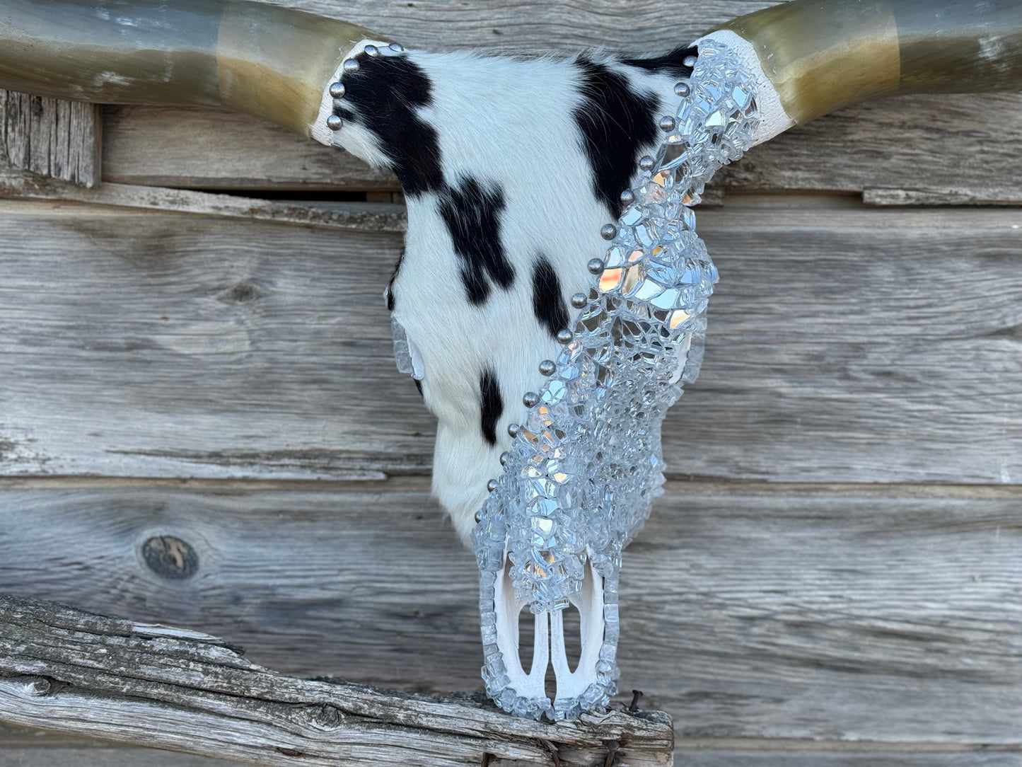 Christmas Longhorn 4