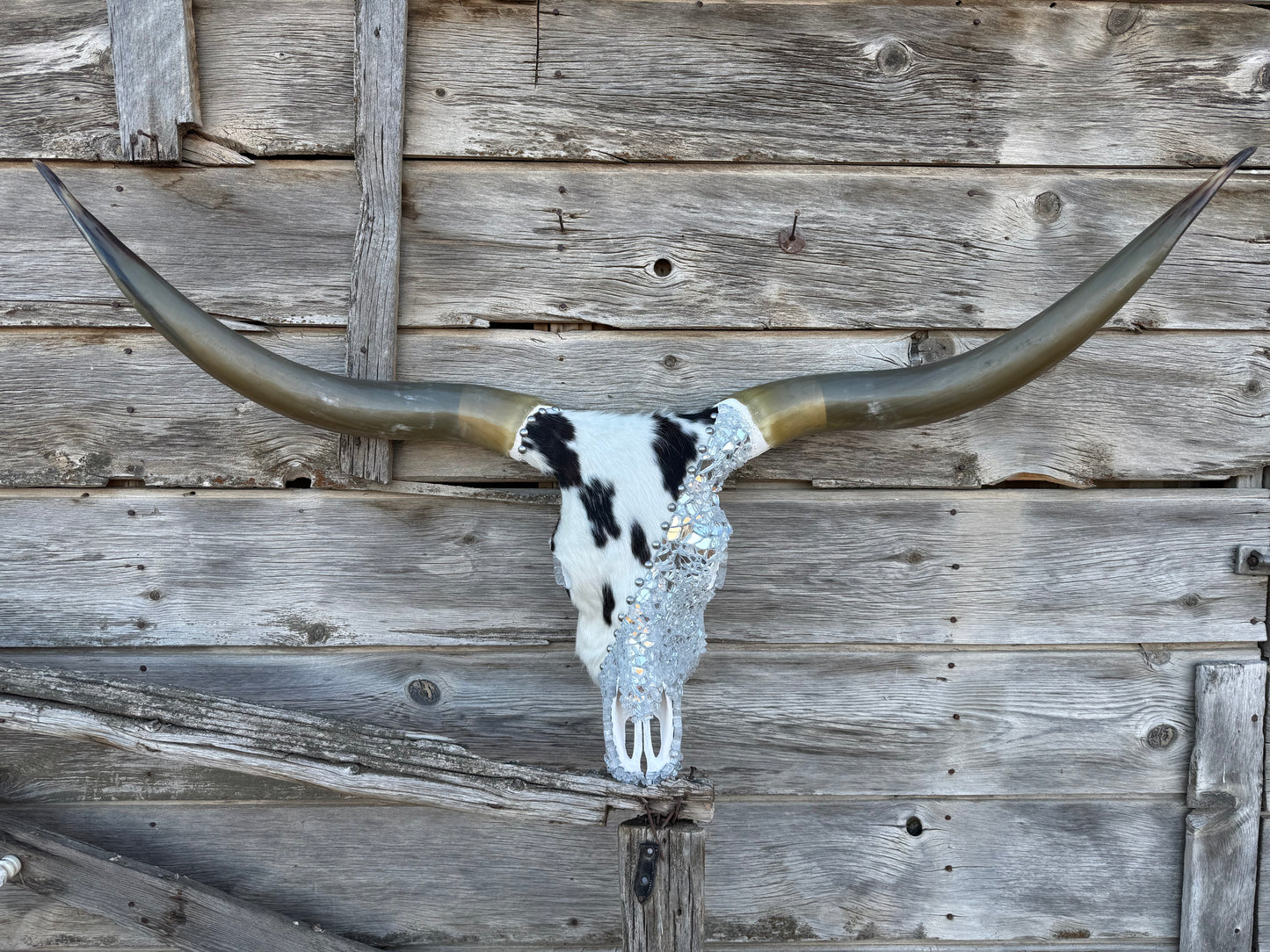 Christmas Longhorn 4