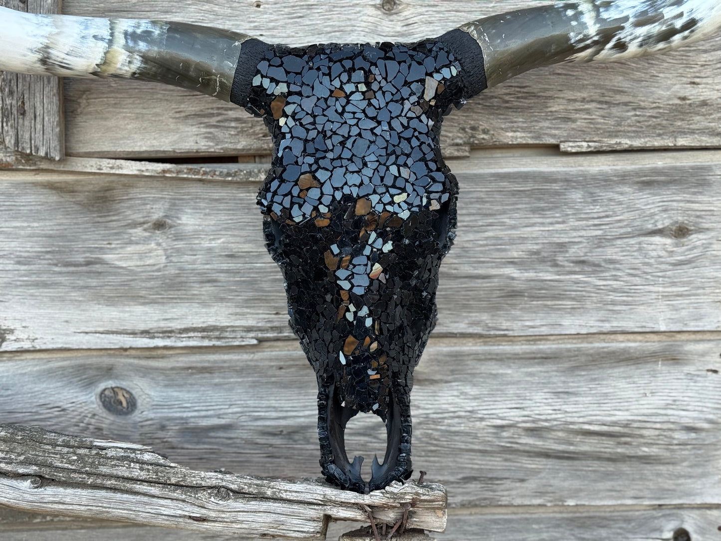 Christmas longhorn 6
